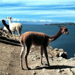 Lake Titicaca vicunas