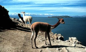 Lake Titicaca vicunas