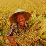 Harvest farmer