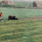 Rural farmer with ox plow