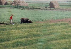 Rural farmer with ox plow