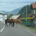 Northern Transylvania - Local Residents