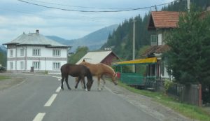 Northern Transylvania - Local Residents