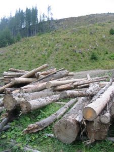 Clear Cutting in Marmures District