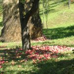 Autumn Apples and Hay