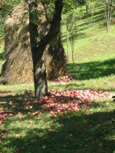 Autumn Apples and Hay
