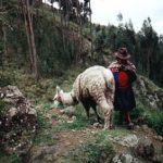 Woman and llama on trail