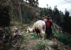 Woman and llama on trail