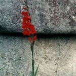 Machu Picchu stone & flower