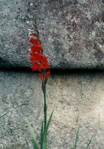 Machu Picchu stone & flower