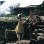 Machu Picchu semi-tame llama