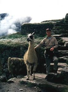 Machu Picchu semi-tame llama