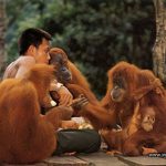 Bukit Lwang (Sumatra) Orangutan center