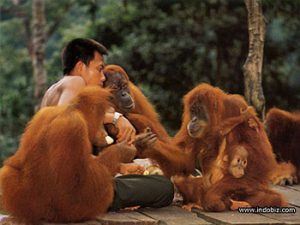 Bukit Lwang (Sumatra) Orangutan center