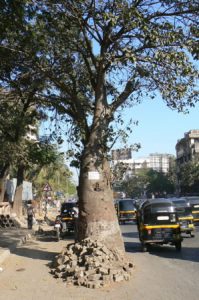 An unusual boabab tree on a