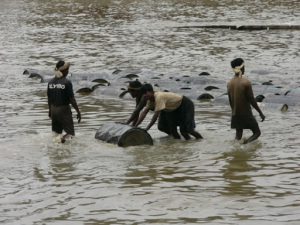 Pushing barrels of oil drained from