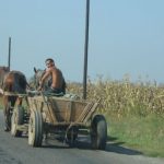 Farmer Riding to Harvest Corn