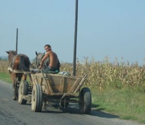 Farmer Riding to Harvest Corn