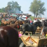 Horse and Cattle Market