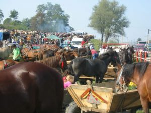 Horse and Cattle Market