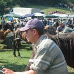 Horse and Cattle Market