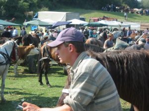 Horse and Cattle Market