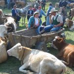 Horse and Cattle Market