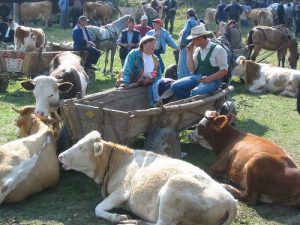 Horse and Cattle Market