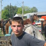 Horse and Cattle Market