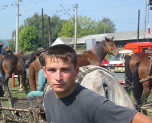 Horse and Cattle Market