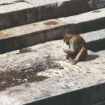 Monkey Inspects Remains