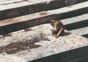 Monkey Inspects Remains