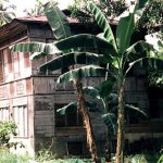 Bohol Island-rural wooden house