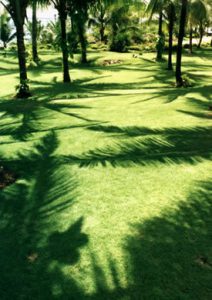 Mactan Island shadows