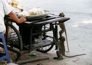 Prachuap Khiri Khan monkeys stealing food