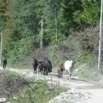 Orastie Valley Road