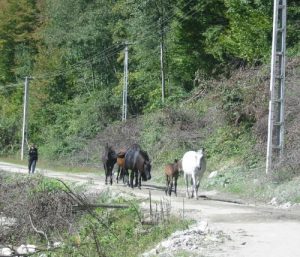 Orastie Valley Road