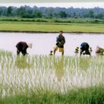 Rice fields