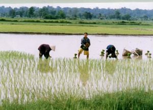 Rice fields