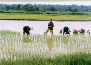 Rice fields