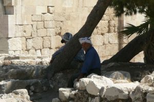 Amman - resting under shade trees