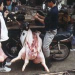 Hanoi splayed pig at market