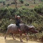 Rural boy on buffalo