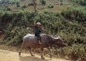 Rural boy on buffalo