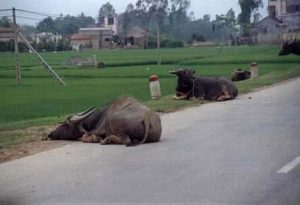 Rural buffalo