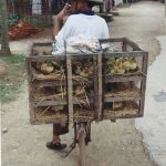 Rural Mai Chau chicken vendor
