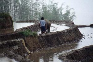 Rural boy on buffalo