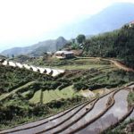 Rural rice fields and mountains