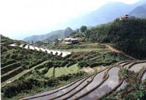 Rural rice fields and mountains