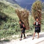 Rural Tai girls carrying cane